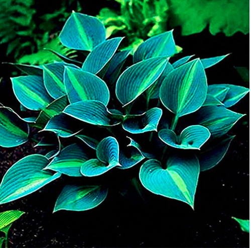 Hot Selling Gimax 150Pcs/Pack Hosta Flower Seeds Garden Perennials Ornamental Lily Shade Hosta Plants Seeds - (Color: Green)