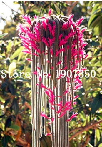 100 pcs Climbing Plant Echinopsis Tubiflora Flowering Cactus Bonsai Plant Rare Flower Perennial Ornamental Mini Plant Succulent