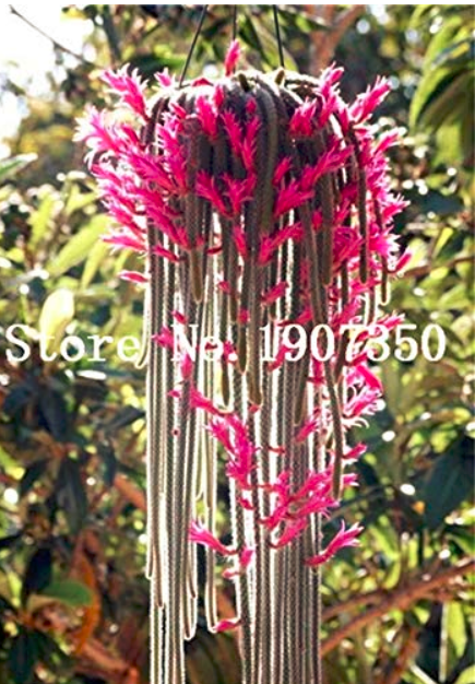 100 pcs Climbing Plant Echinopsis Tubiflora Flowering Cactus Bonsai Plant Rare Flower Perennial Ornamental Mini Plant Succulent