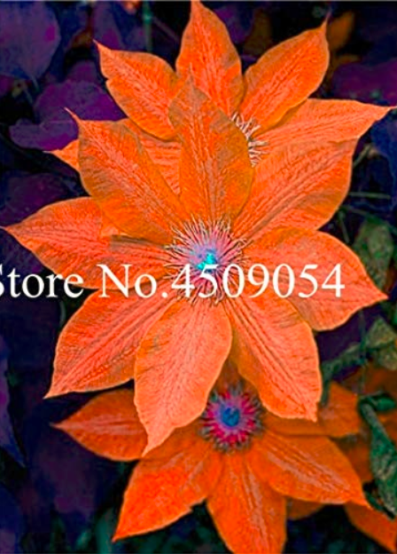 100 pcs Climbing Clematis (not Bulb) Clematis Florida Bonsai Flower Perennial Flowering Potted Plants DIY Home Garden