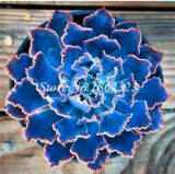 100 pcs Succulent Bonsai Mix Organic Ornamental Plant Flower Bonsai Imported China Unusual Succulents Bonsai Winter Rare Pot