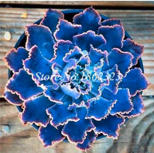 100 pcs Succulent Bonsai Mix Organic Ornamental Plant Flower Bonsai Imported China Unusual Succulents Bonsai Winter Rare Pot