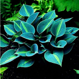 Hot Selling Gimax 150Pcs/Pack Hosta Flower Seeds Garden Perennials Ornamental Lily Shade Hosta Plants Seeds - (Color: Green)