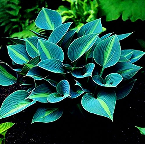 Hot Selling Gimax 150Pcs/Pack Hosta Flower Seeds Garden Perennials Ornamental Lily Shade Hosta Plants Seeds - (Color: Green)