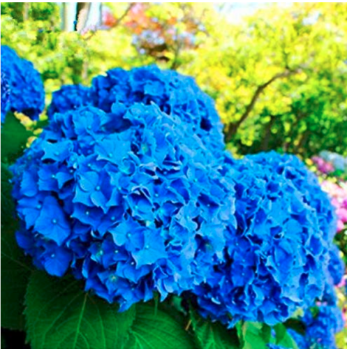 50 pcs/Bag Red Hydrangea Mixed Hydrangea Flower Outdoor China Hydrangea Bonsai Viburnum Potted Plant for Home & Garden