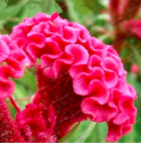 100 Pcs Cockscomb Flower Bonsai Rare Species Bonsai Flower Bonsai Cockscomb Bonsai Plant Garden Ornamental Flowers Mixed Colors