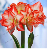 Amaryllis Chinese Bonsai Amarilis Planting 100 Pcs/Pack,Bonsai Plant for Home Courtyard,Beautiful Colors - (Color: 7)