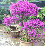 100 Pcs Purple Bougainvillea Glabra Bonsai Spectabilis Willd Bonsai Plant Bougainvillea Bonsai Flower Potted Plant