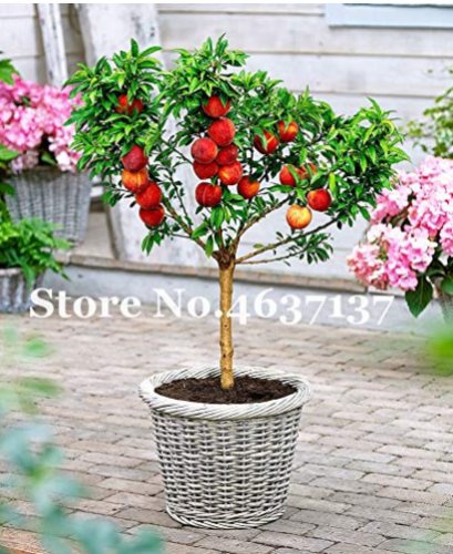 Peach Bonsai Dwarf Outdoor Tree Eat Delicious Juicy Meaty Fruit DIY Couryard for Home Garden Pot Plants Semillas