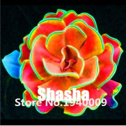 200 Pcs/Bag Real Rare Succulent Bonsai Perennial Angiosperm Plants Flower Pot Pseudotruncatella Living Stone Lithops Bonsai