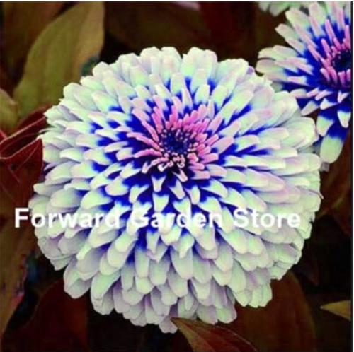 Mixed Zinnia Bonsai Pretty Pastel Colors Perennial Bonsai for Home Garden Charming Chinese Flowers Plant 200 Pcs