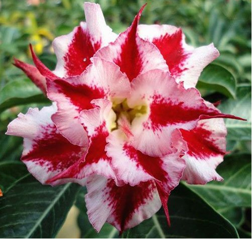 Rare Pink Adenium Obesum Seeds Desert Rose Bonsai Tree Flower Plants