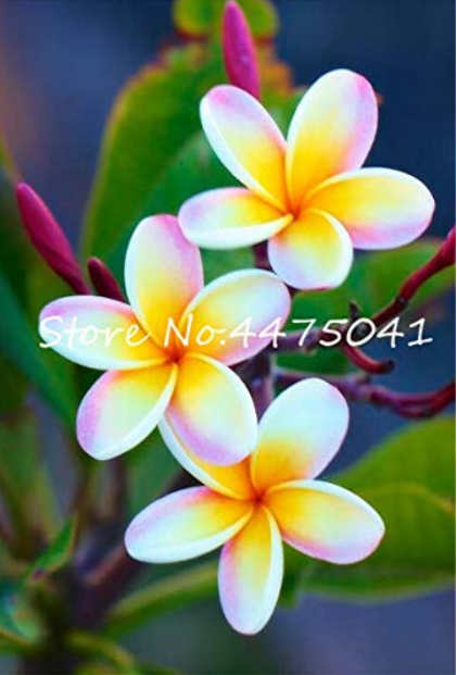 20 Pcs Colorful Plumeria Rubra Flower Bonsai Beatiful and Elegant Plant Imported Mixed Egg Flower DIY Home Garden