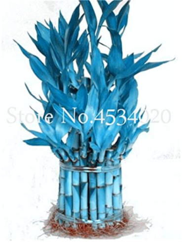 30 Pieces/lot Rare Blue Lucky Bamboo Bonsai Plants,Potted Balcony, Outdoor Indoor Plant for Home Garden Ornamental Bonsai