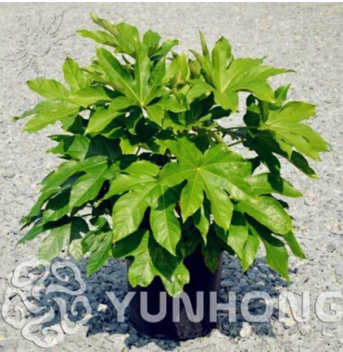 Ornamental Plant Fatsia Japonica Seed 10pcs, Family Araliaceae Japanese Aralia Shrub Bonsai, Very Popular Aralia Japonica