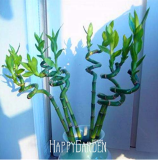 Lucky Bamboo Bonsai Small Potted Plants Purify Dracaena Plantas,Planting Simple for Home & Garden,100 PCS/Bag