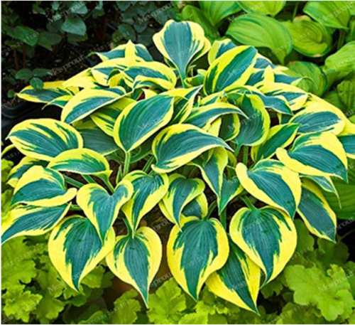 100PCS Sementes Flower Bonsai Hosta Bonsai Fire and Ice Shade Perennials Plantain Flower Bonsai Home Garden Ground Cover Plant