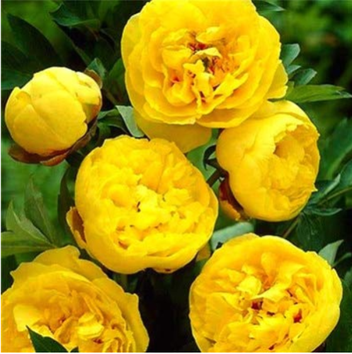30 pcs Chinese Peony Tree Bonsai Plant for Balcony Garden Flowers, Exotic Paeonia suffruticosa Wedding Decoration