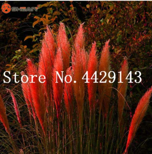 150 pcs Rare Colorful Pampas Grass Cortaderia Seed are Very Beautiful Garden Flower Plants Cortaderia Selloana Decorative