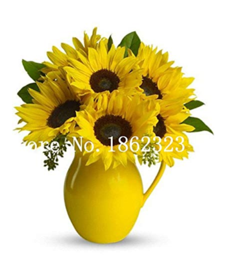 30 Pcs Mini Multi-Colored Dwarf Sunflower Bonsai Perennial Flower Bonsai Sunflower Bponsai Potted Plant Home Garden