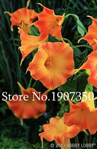 100 Pcs Morning Glory Flower Bonsai, Mini Seed Flower, Funny Climbing Plants for Home Garden Planting Planting Petunia Plant