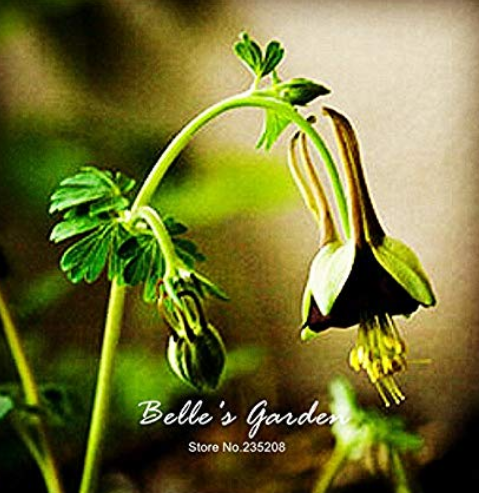 100pcs Brown Columbine Seeds Aquilegia viridiflora 'Chocolate Soldier' Seeds Herb Seeds Bonsai Home Garden Plant