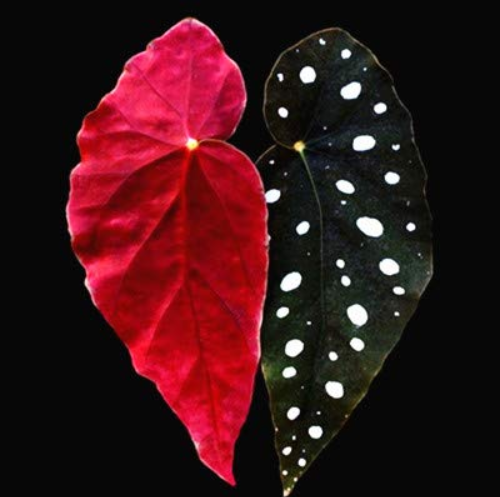 100Pcs/ Bag Begonia Bonsai Flower Plant Garden Terrace Outdoor Color Leaf Begonia Planta Potted Family Garden Perennial Planting