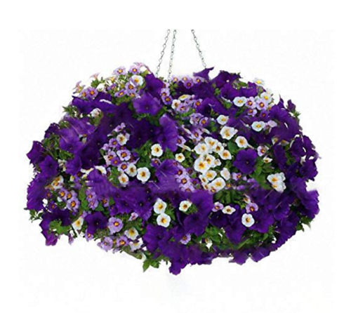 100Pcs/Bag Petunia Seeds Petunia Plants Hanging Bonsai Mini Petunia Beautiful Flower Seeds for Home Garden Bonsai Pot Planting Flower Seed