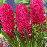 New Hyacinthus Orientalis Bonsai Cheap Hyacinth Seeds Hyacinth Potted Bonsai Balcony Flower Bonsai for Home Garden 50PCS
