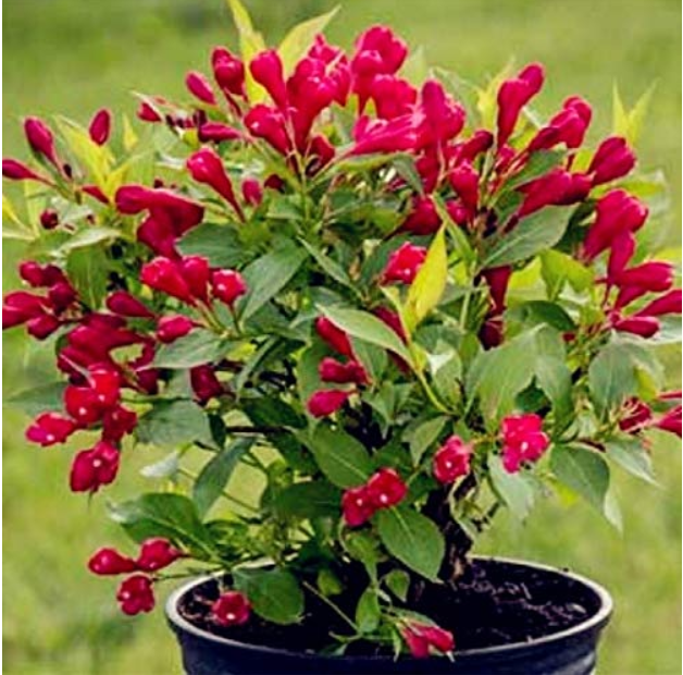 Beautiful Weigela Florida Flower Bonsai Rare Mixing Unique Flower Plant Very Beautiful for Home Garden Planting 100PCS - (Color: Mix)