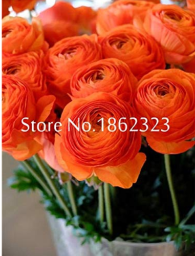 100 pcs Rouge Ranunculus Flower Bonsai Seeds, Indoor Bonsai Plant, Home DIY Persian Buttercup Potted Plant, Flower Bulbs