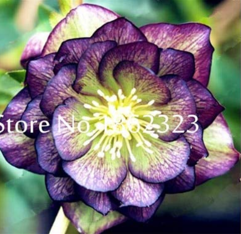 100 pcs/Bag Unique Mixed Colors Japanese Bonsai Potted,Helleborus Flower Plants,Easy to Grow,Plant for Decorate Garden