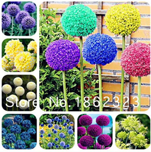 100 Pcs Rare Color Giant Allium Giganteum Beautiful Flower Seed Garden Plant Perennial Flower Bonsai,Germination Rate of 95% - (Color: Mixed)