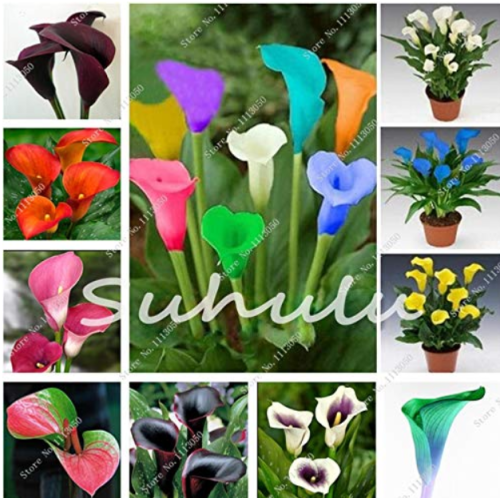100 Pcs Calla Lily Bonsai Room Flowers Zantedeschia Aethiopica Bonsai Houseplants Home Garden Pot Plant The Budding Rate 97% - (Color: Mixed)