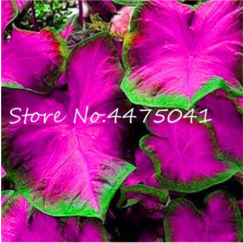 150 Pcs Multiple Colour Thailand Caladium Bonsai of Perennial Rainbow Flower Garden Potted Plant Caladium DIY Home Garden Plant