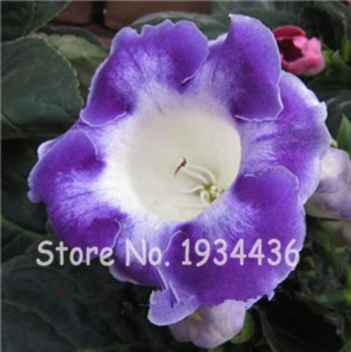 Imported Gloxinia Plant 200 Pcs Perennial Sinningia Gloxinia Home Garden Pot Easy to Grow Rare Bonsai Flower Potted
