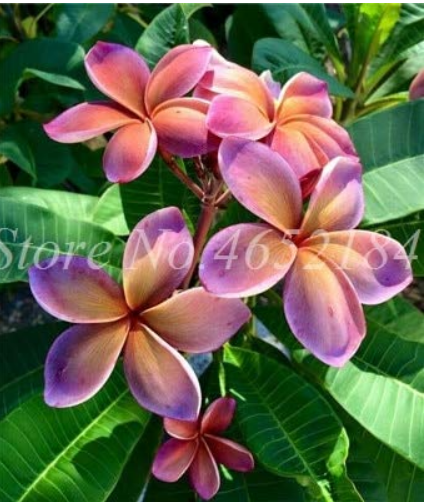 US$ 1.45 - 100 Pcs/Bag Plumeria Bonsai, Frangipani, Hawaiian Lei Flower,  Rare Exotic Egg Flower Perfect Colors DIY Home Garden Pot - www.deargogo.com