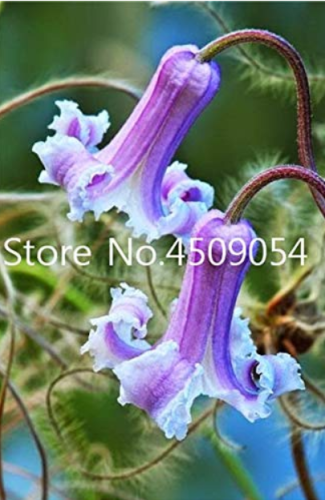 100 pcs Exotic Clematis Bonsai Flower Blooming Clematis Vines Plant Indoor & Outdoor Pot Seedsplants for Home Garden Decoration