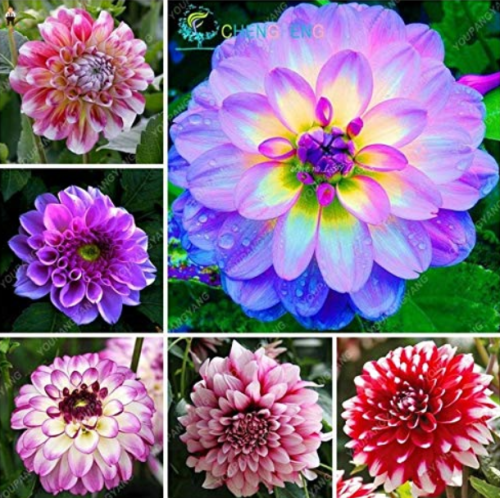 100Pcs Gorgeous Dahlia Flower (Not Dahlia Bulbs) Beautiful Dahlia Bonsai Flower Balcony Potted Plants for Home Garden