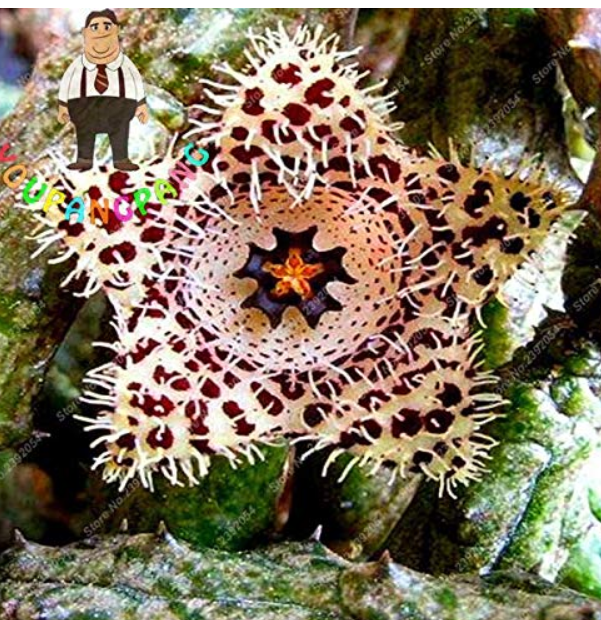 Exotic Rare Cactus Bonsai Stapelia Pulchella Bonsai Lithops Mix Succulents for Home Garden Flower Bonsai 200 Pcs - (Color: 7)