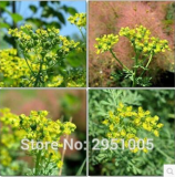 10pcs/lot Rue Lithuanian Flowers,can Drive Flies, Vanilla Flowers,Courtyard Balcony Potted Home Garden