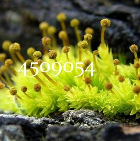 500pcs Rare Aquarium Planten Java Moss Grass Plants Raros Gifts Plants Aquario Fish Tank Aquatic Plant Plants Home Garden - (Color: 5)