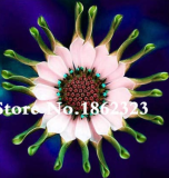 New Year Gift! 100 Pcs African Blue Eyed Daisy Flower Bonsai Osteospermum Flower Bonsai Balcony Flower for Home Planting