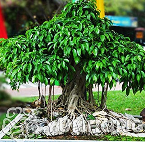 5 pcs Peepal Ficus Religiosa Bonsai Family Moraceae Perennial Sacred Fig Bonsai Semi-Evergreen Bodhi Tree Widely Cultivated