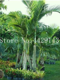 10 Pcs Mix Colors Japan Bottle Palm Tree Bonsai Exotic Plants Bonsai Tree Tropical Ornamental Balcony Plant Bonsai Pot