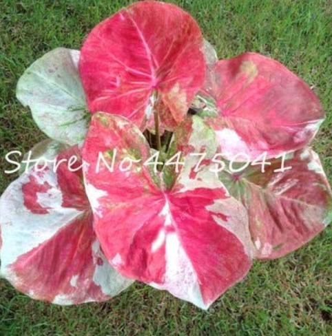 100 Pcs Colorful Thailand Caladium Flower Bonsai, Burnt Rose Elephant Ear Beautiful Bonsai Flower Plants for Home Garden - (Color: 1)
