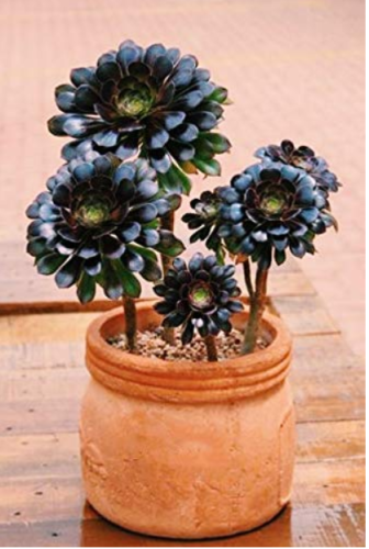 100pcs Aeonium arboreum 'Zwartkop' Bonsai Succulents Plants Black mage Flower Potted Plants for Home Garden Flower Plants