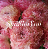 100 Pcs Rare Ranunculus Asiaticus Seed DIY Plants Easy to Grow Flower Garden Plants Home Garden Symbolizes Love