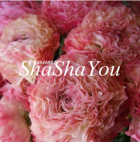 100 Pcs Rare Ranunculus Asiaticus Seed DIY Plants Easy to Grow Flower Garden Plants Home Garden Symbolizes Love