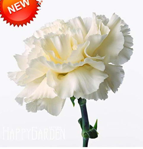 200 plantas/Pack White Carnation Bonsai Potted Courtyard Garden Roof Plants Dianthus Caryophyllus Flower Flores